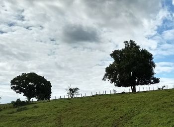 Trees on field against sky