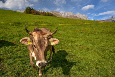 Cow on grassy field against sky