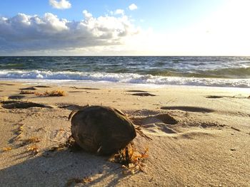 Close-up of crab on beach against sky