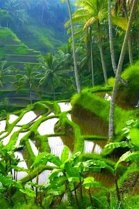 Palm trees and plants growing in farm