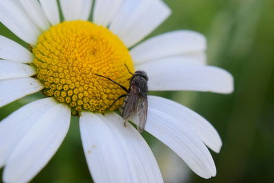 Close-up of insect pollinating on flower