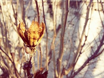 Close-up of dry flower plant