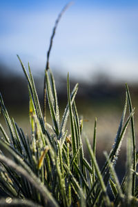 Close-up of crops growing on field