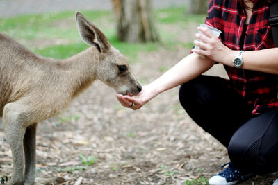 Feeding wallaby