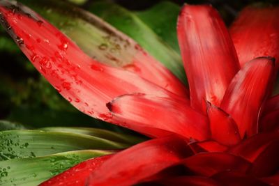 Close-up of day lily blooming outdoors