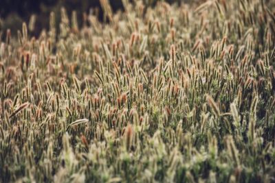 Plants growing on grassy field