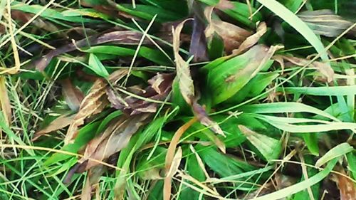 Close-up of fresh green plants