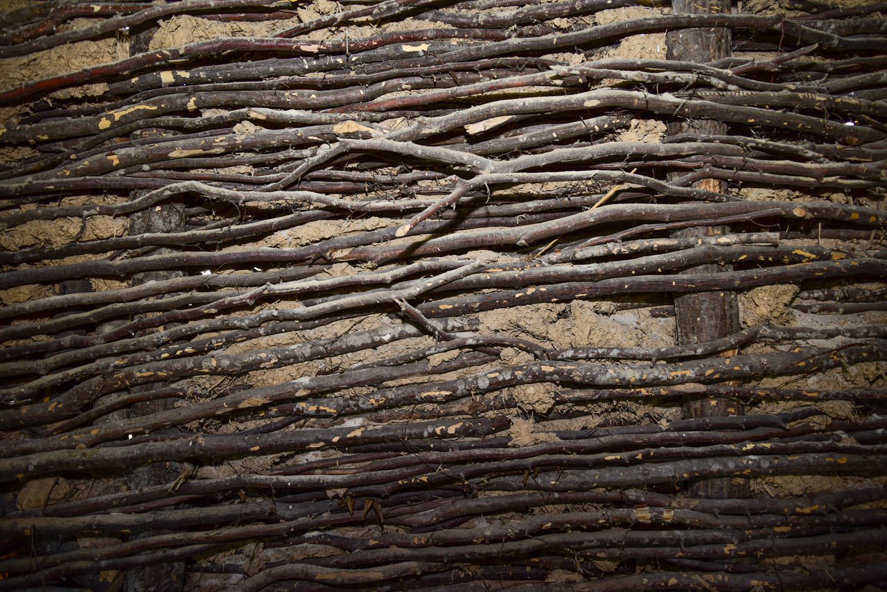 FULL FRAME SHOT OF TREE TRUNK IN FOREST