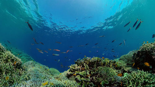 undersea