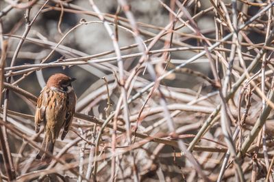 Sparrow perching on dried plant