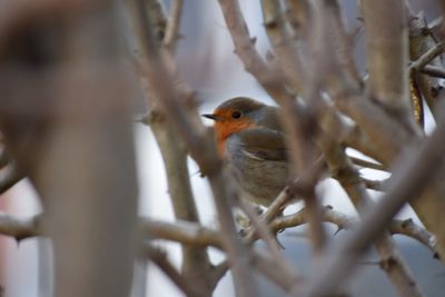 Close-up of bird perching on branch