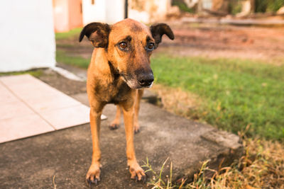 Portrait of dog standing on field