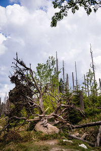 Low angle view of trees against sky in forest