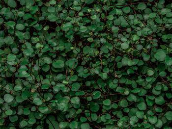 Full frame shot of ivy growing on plant