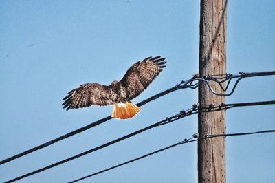 Low angle view of hawk flying against clear blue sky