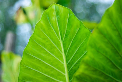 Close-up of leaves