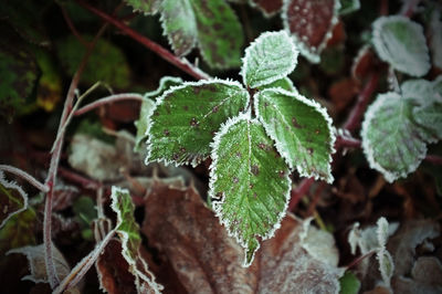 Close-up of plant