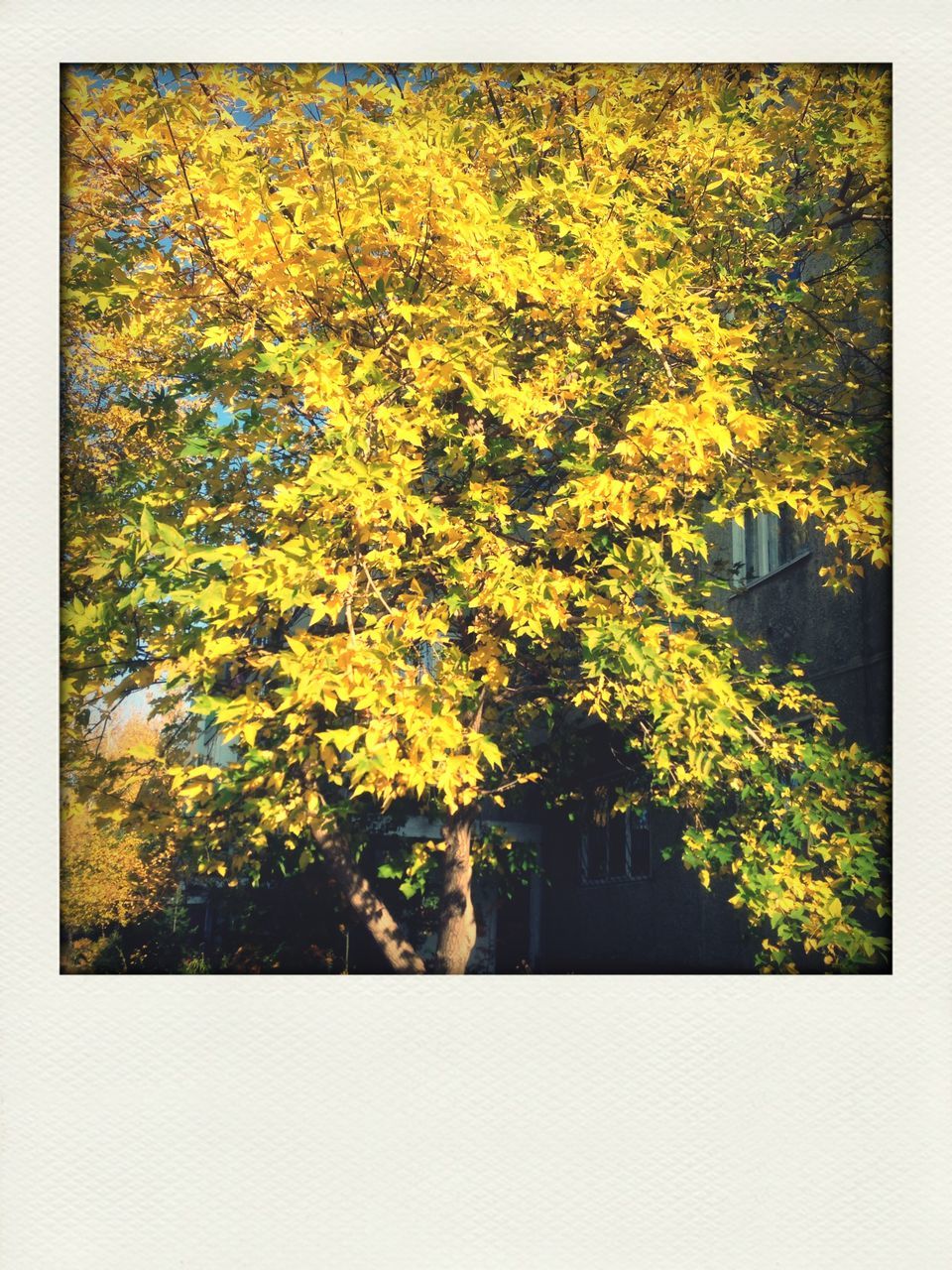 yellow, tree, growth, transfer print, autumn, beauty in nature, season, nature, change, leaf, auto post production filter, tranquility, branch, outdoors, no people, day, green color, sunlight, lush foliage, field