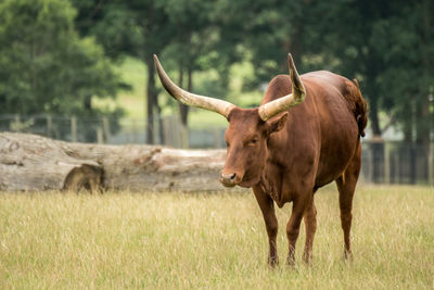 Cattle standing on grassy field