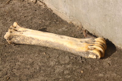 High angle view of lizard on ground