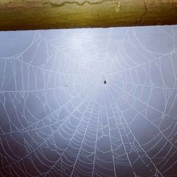 Close-up of spider web