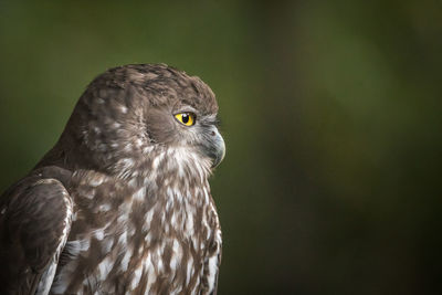 Close-up portrait of owl