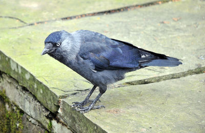 Close-up of bird perching on ground