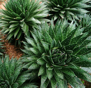 Close-up of wet pine tree