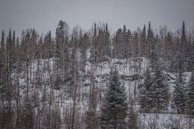 Close-up of snowflakes in forest