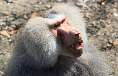 Close-up of monkey