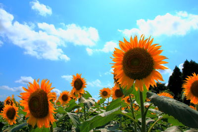 Close-up of sunflower against sky