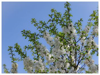 Low angle view of tree against blue sky