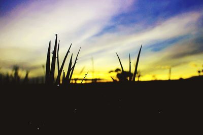 Close-up of silhouette plants on field against sky during sunset