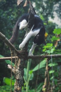 Close-up of monkey on tree branch