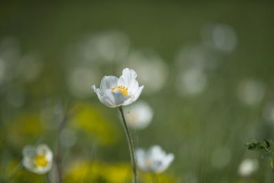 Close-up of white flowering plant on field