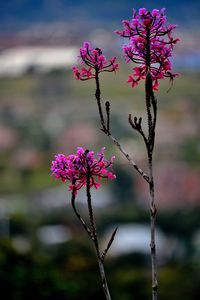 Close-up of pink flowers