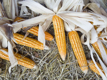 High angle view of corn