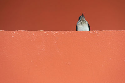 Close-up of a bird against orange wall