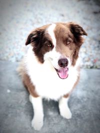 Portrait of dog