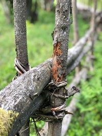 Close-up of lizard on tree trunk