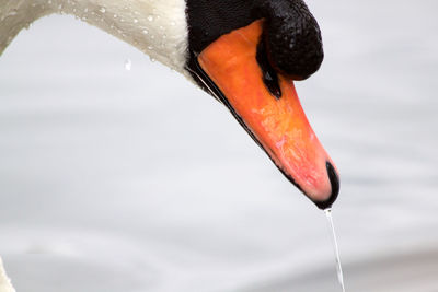 Close-up of a swan beak.