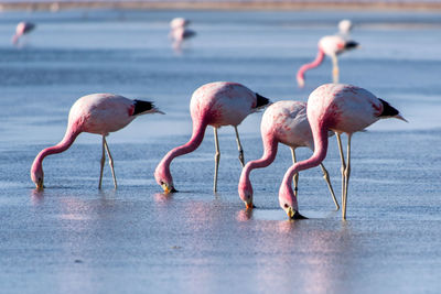 Flock of birds in sea