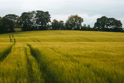 Scenic view of agricultural field against sky