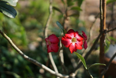 Close-up of red flowering plant