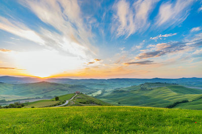 Flowering meadow in a rural landscape at sunrise