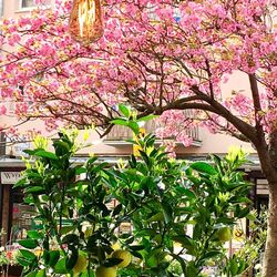 Close-up of pink flowers on tree