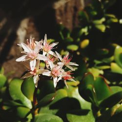 Close-up of cherry blossom