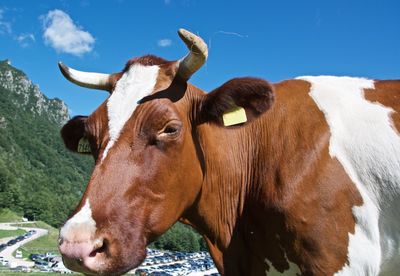 Cow against mountain and sky