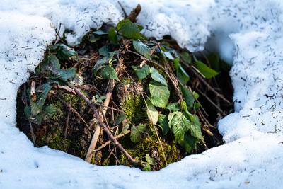 Close-up of snow covered plants on land