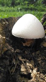 Close-up of mushroom growing on field